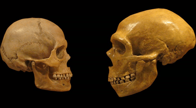 Vedci „vypestovali“ neandertálske mozgy, aby pochopili vývoj ľudského mozgu
