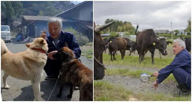 Dvaja muži sa starajú o všetky zvieratá, ktoré boli opustené počas jadrovej katastrofy vo Fukušime