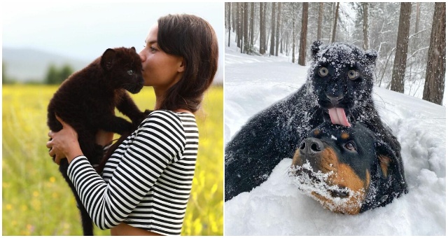 Samicu čierneho pantera zachránila zo zoo a teraz šťastne vyrastá v rodine spolu s fenkou rotvajlera