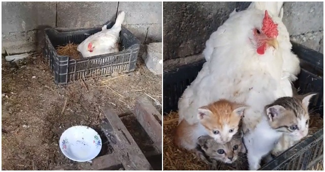 Farmár odhalil netradičný vzťah – o tri mačiatka sa stará sliepka