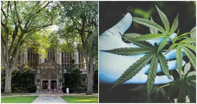 Michiganská univerzita ponúka ako prvá na svete štipendium na študovanie kanabisu