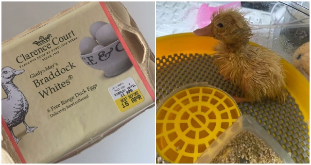 Kúpila si kačacie vajíčka zo supermarketu a z jedného sa jej vyliahlo kačiatko