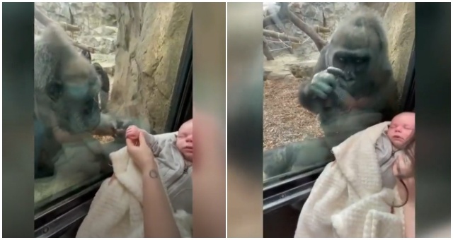 Neuveriteľný moment matky so svojim synom s nimi zdieľala v zoo gorila