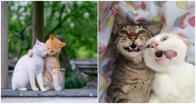 Aj jedna mačka dokáže byť zábavná, no dve sú stále viac a tieto fotografie vás o tom presvedčia