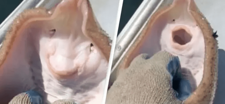Video so smejúcou sa rajou sa stalo hitom, to však ľudia netušili, že ryba mimoriadne trpí
