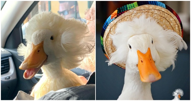 Táto kačica je iná ako ostatné a prečo? To už uvidíte na fotografiách