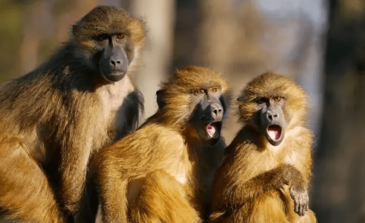 Čínsky vedec zomrel po pitve makakov na raritný Monkey B vírus