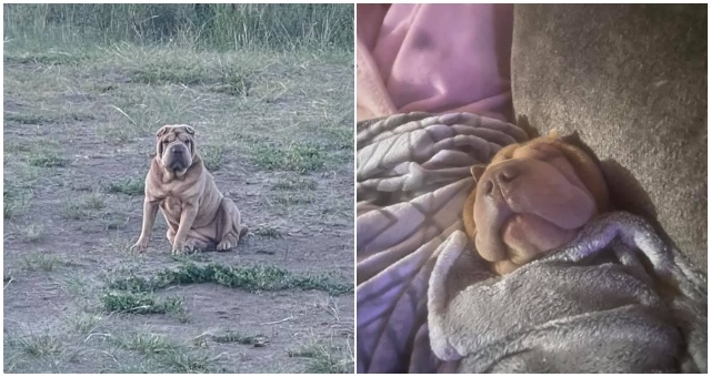 Ukradla mu fenku, no namiesto toho, aby ju zažaloval ponúkol jej pomoc