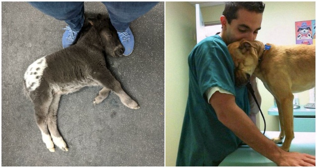 Pozrite si nádherné fotografie zvierat, ktoré si odniesli ich veterinári