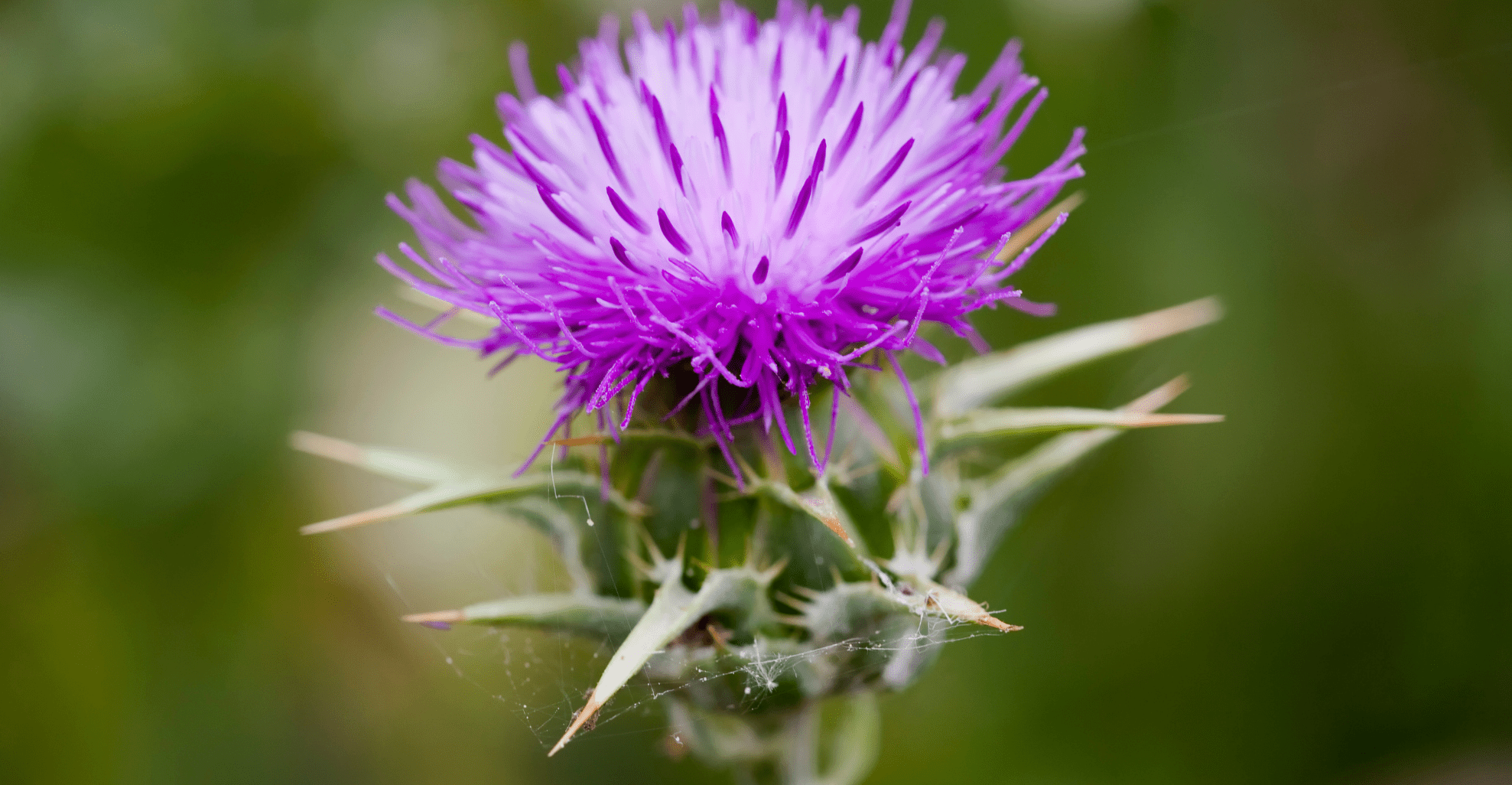 Silybum marianum