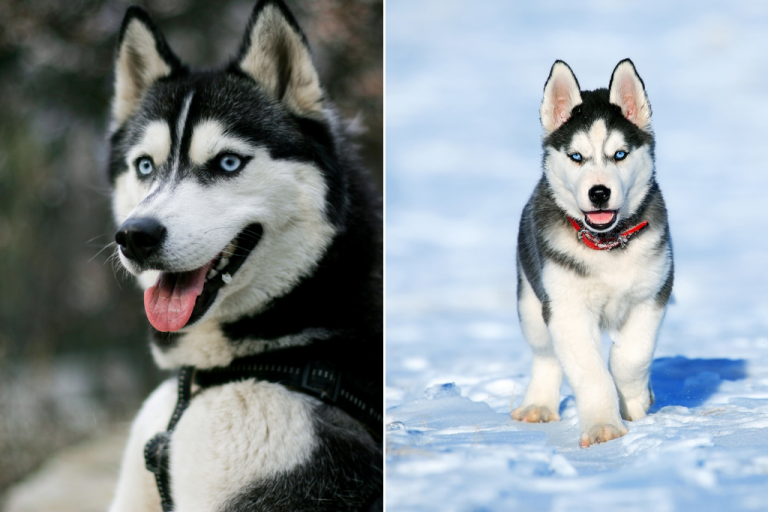 Obstaráme si huskyho! Čo všetko o ňom máme vedieť? Zaujímavosti a fakty o starostlivosti plemena