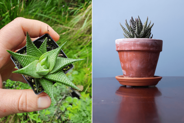 Haworthia  – Ako pestovať malý sukulent ? Prečítajte si o rôznych druhoch
