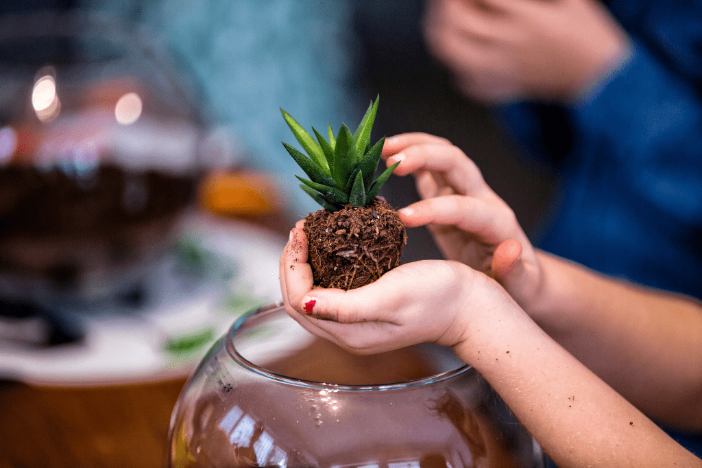 Haworthia