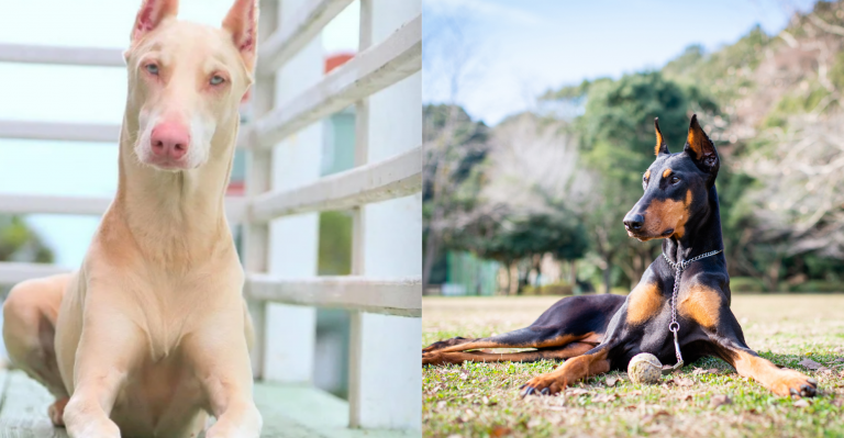 Doberman – Majestátne a odvážne plemeno, čo sa oplatí vedieť o starostlivosti a povahe predtým ako si ho zadovážite ?