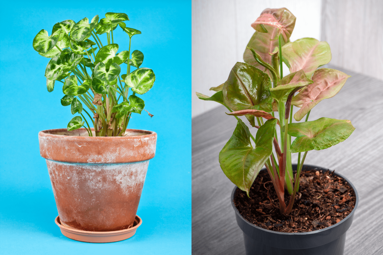 syngonium