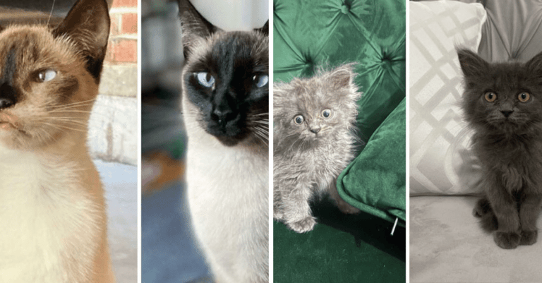 11 ľudí zdieľalo, ako sa ich milované mačky zmenili odkedy boli adoptované