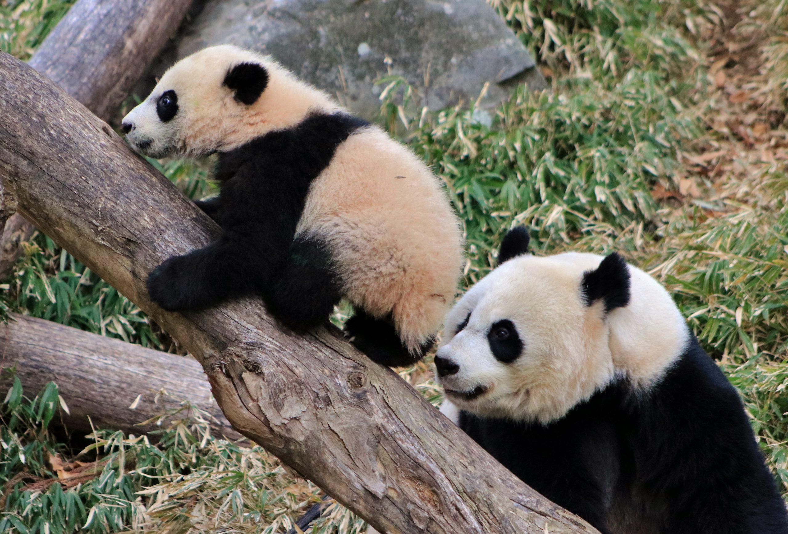 pandy