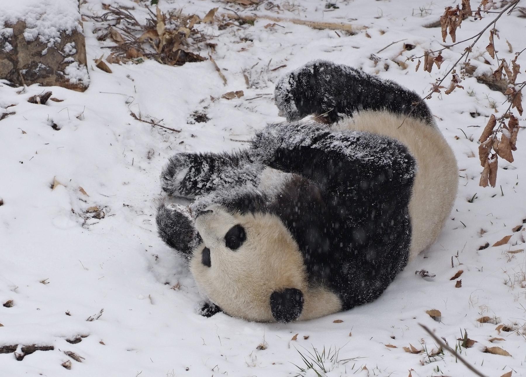 pandy
