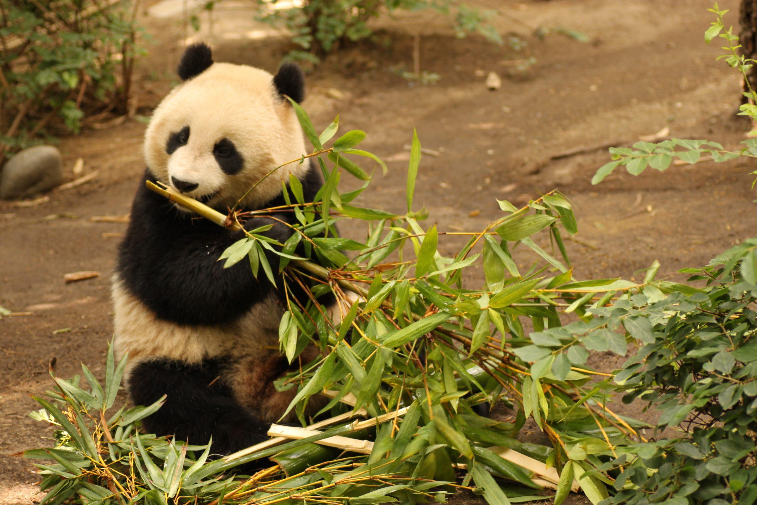 pandy