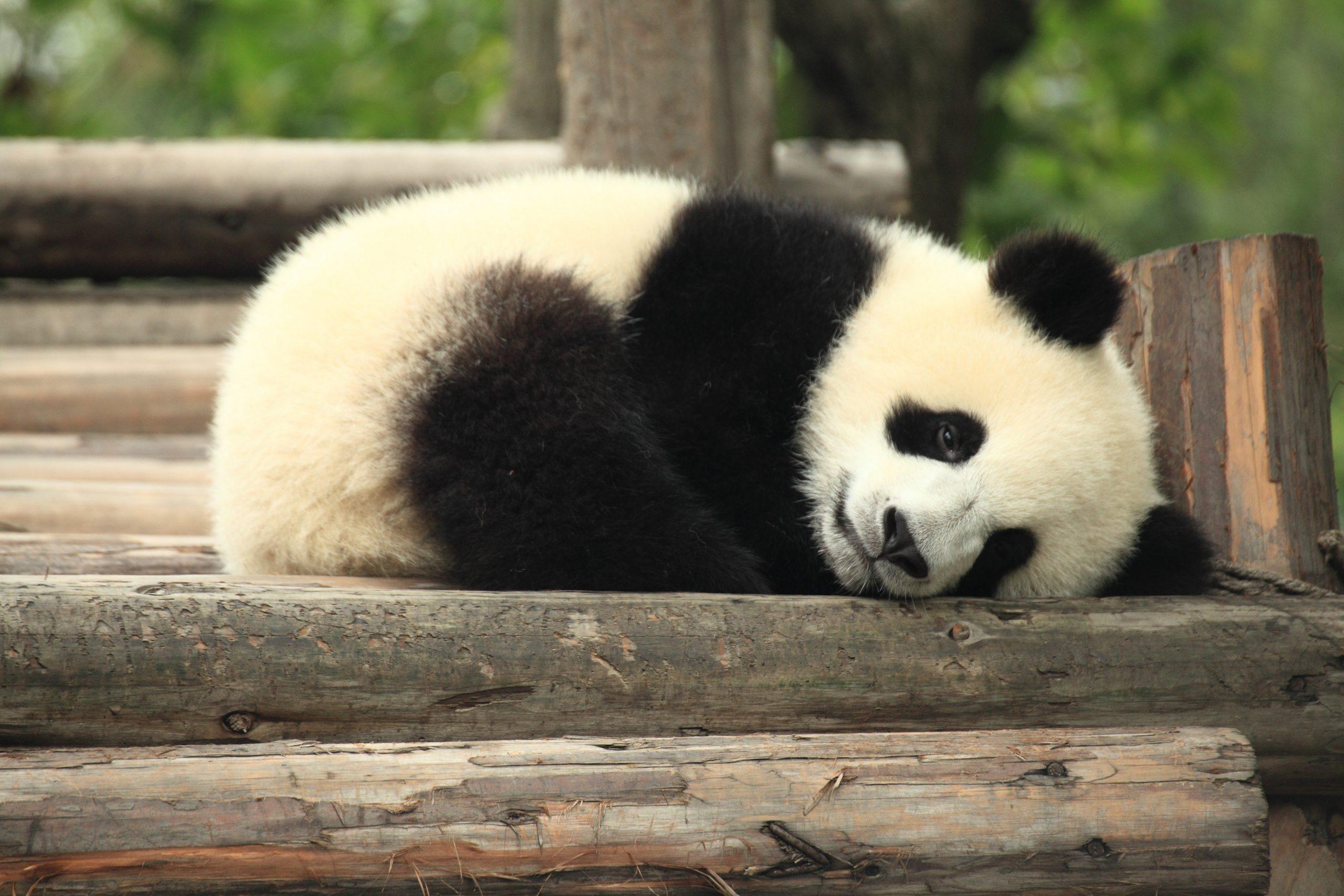 pandy