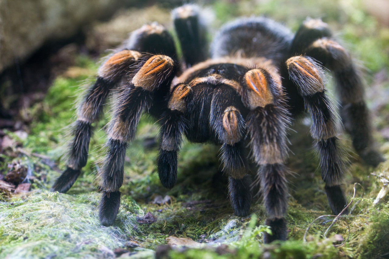 tarantula