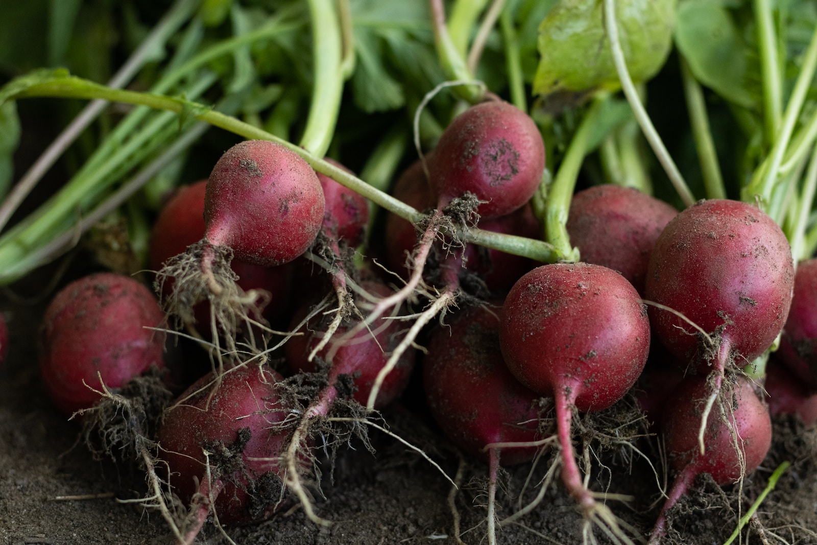a group of beets