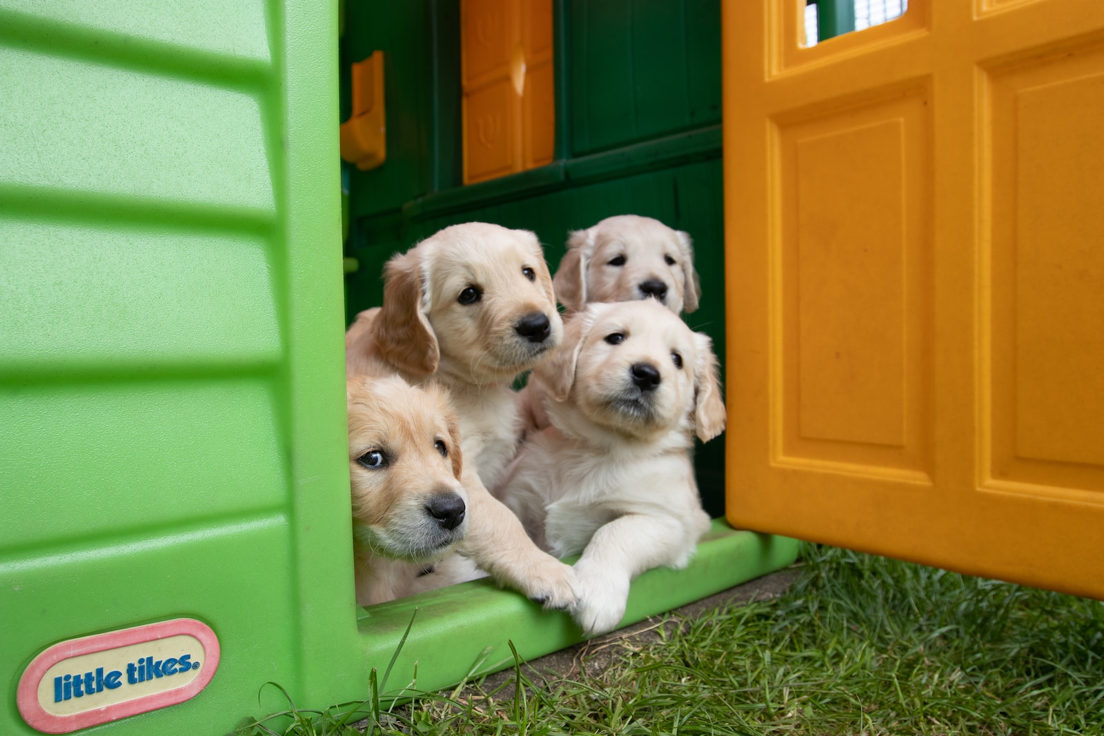 yellow labrador puppies in green plastic container
