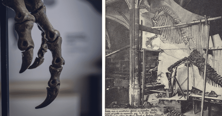 Kráľ príšer – Barnum Brown a jeho objavy, ktoré sa zapísali do histórie