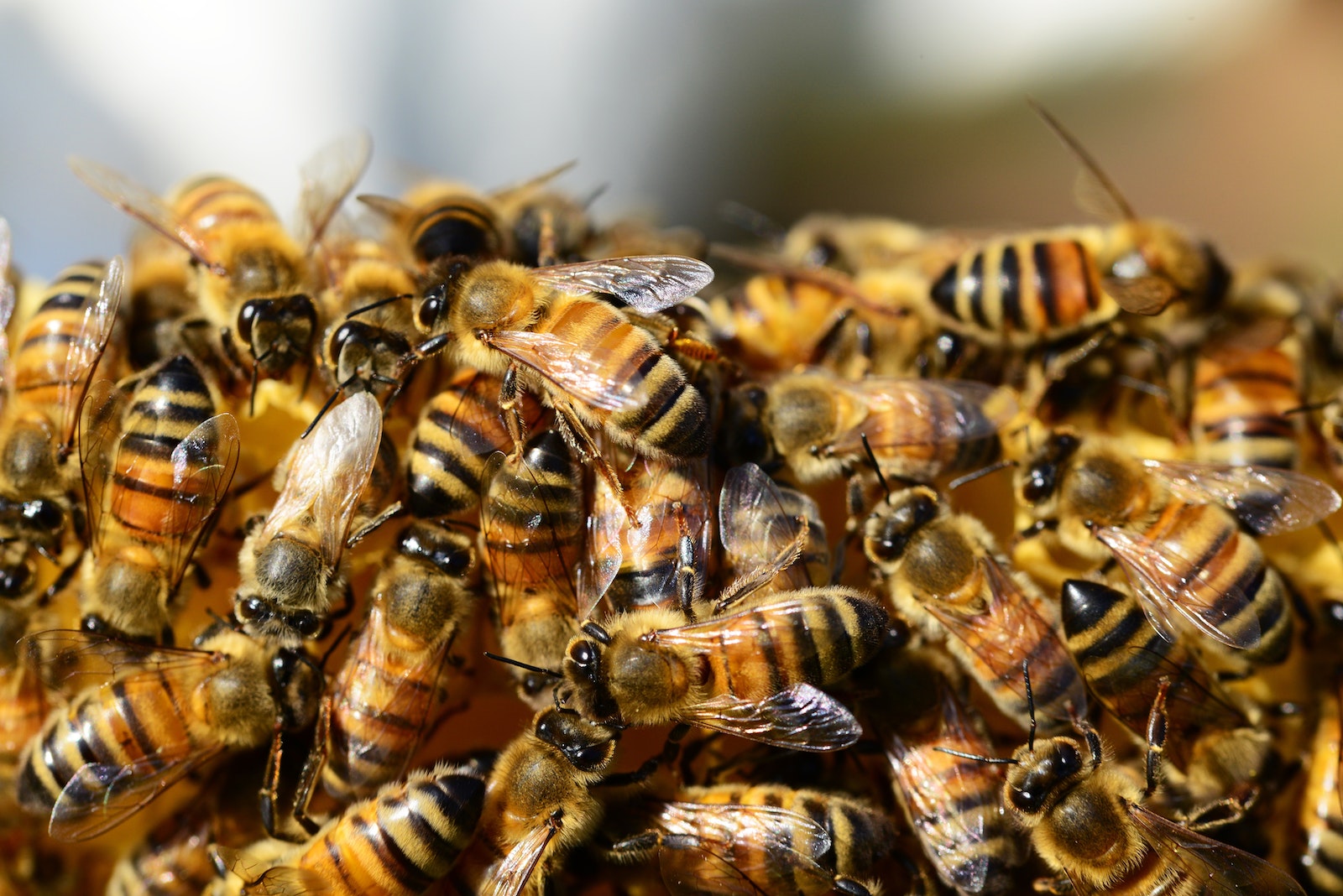 Bee Hive