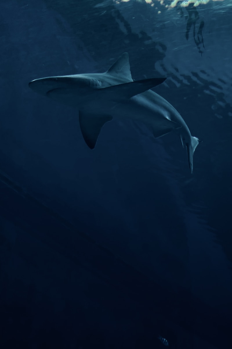 white shark under the sea