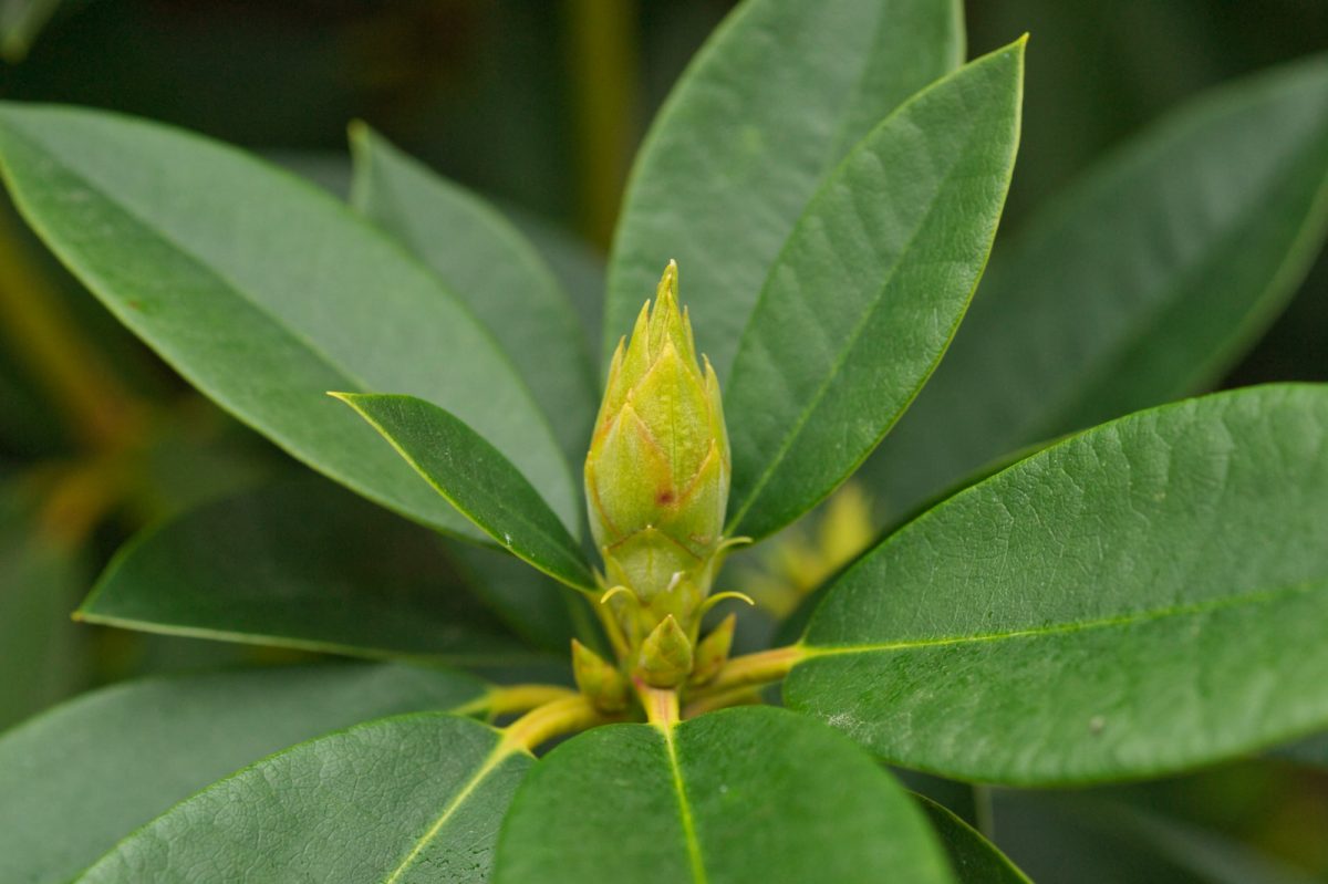 a close up of a flower on a leafy plant