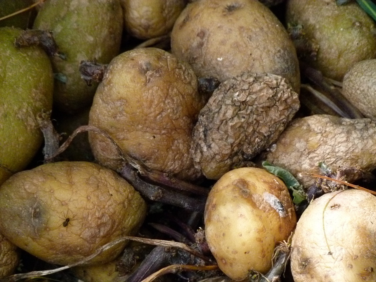 rotting potatoes, food, decay