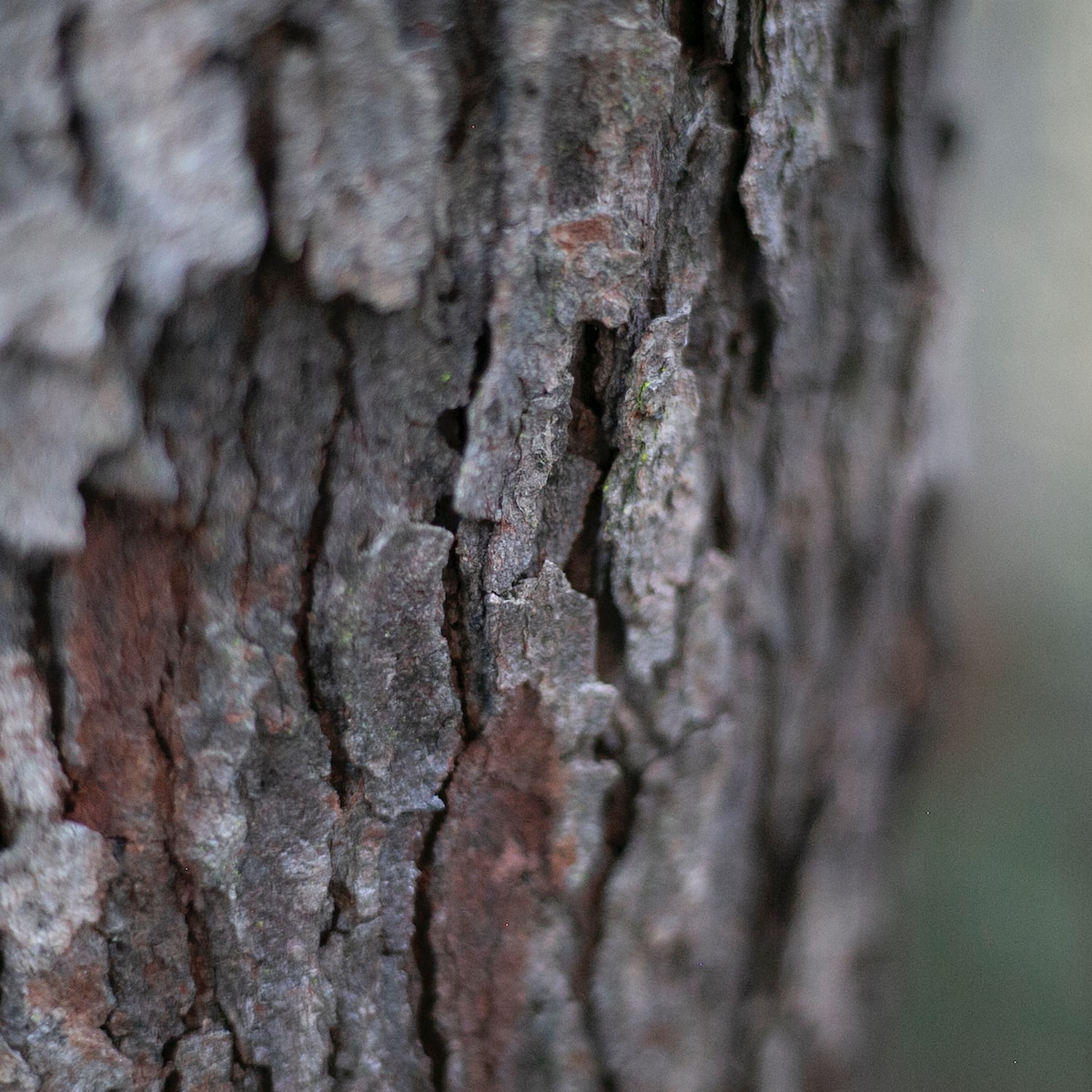 a close up of the bark of a tree