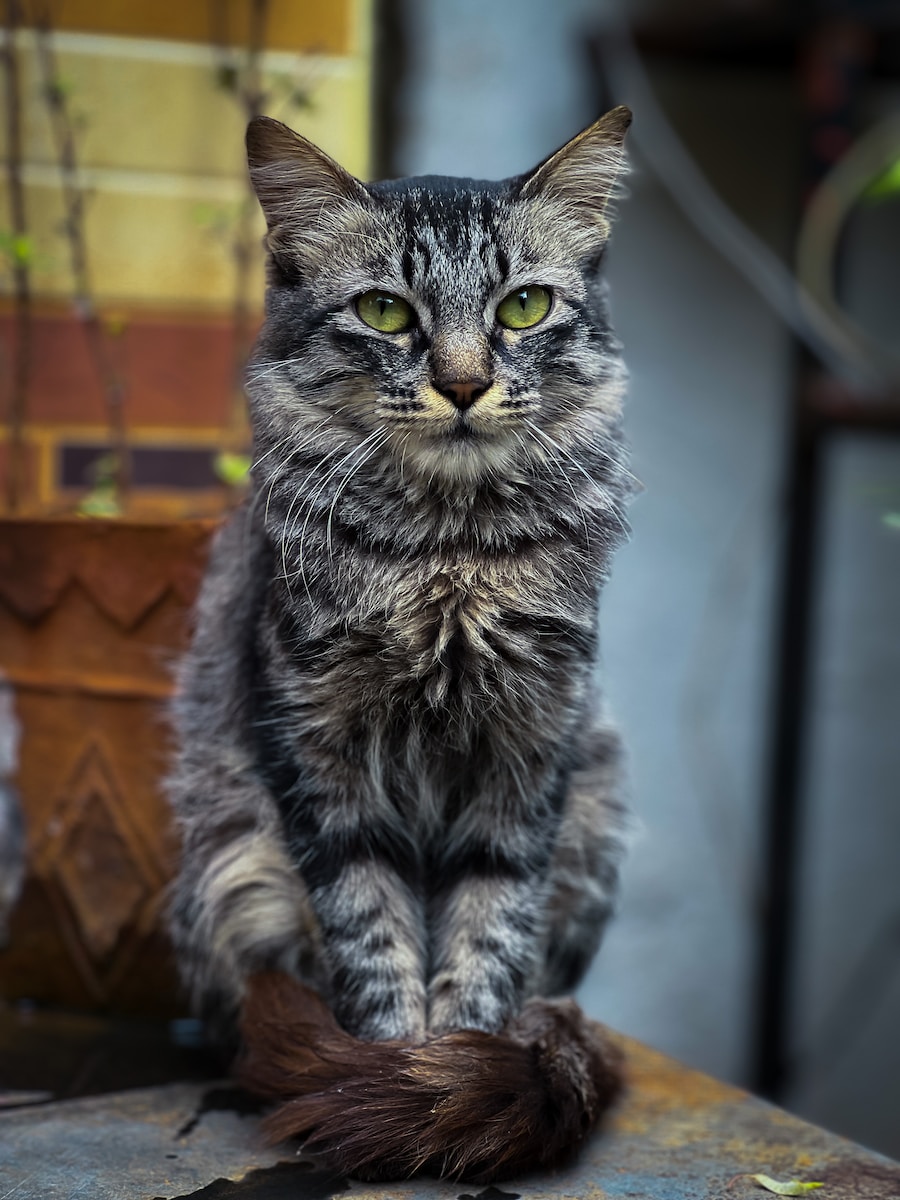a cat sitting on top of a wooden table