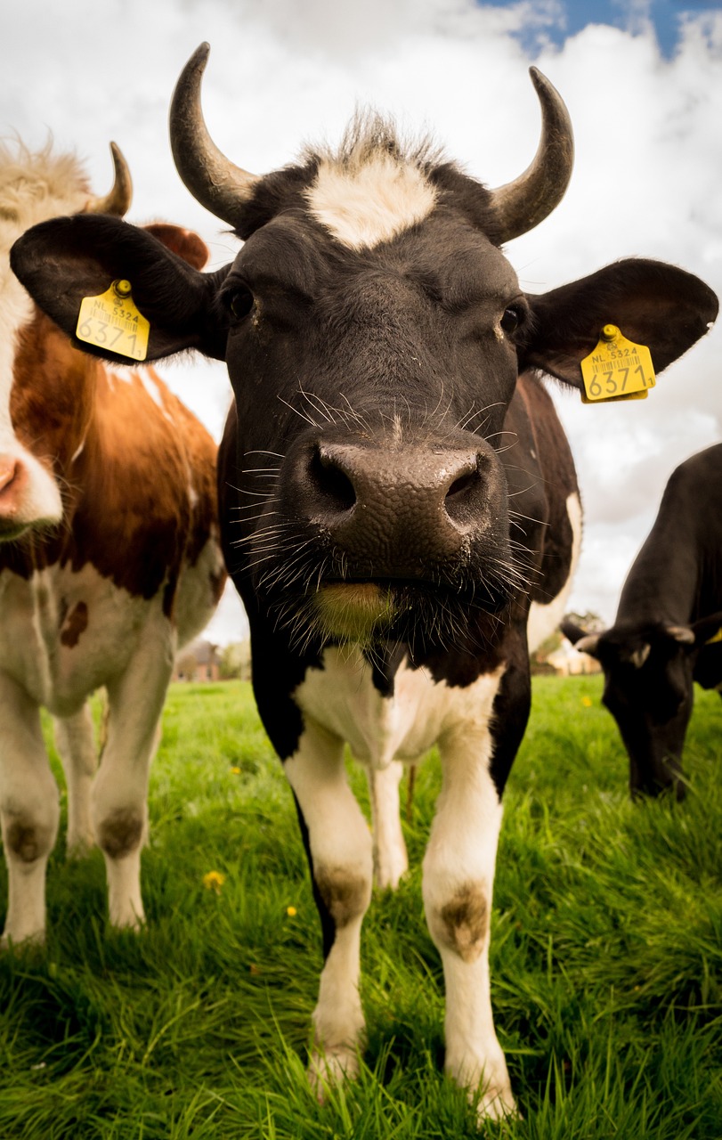 cow, animal, livestock