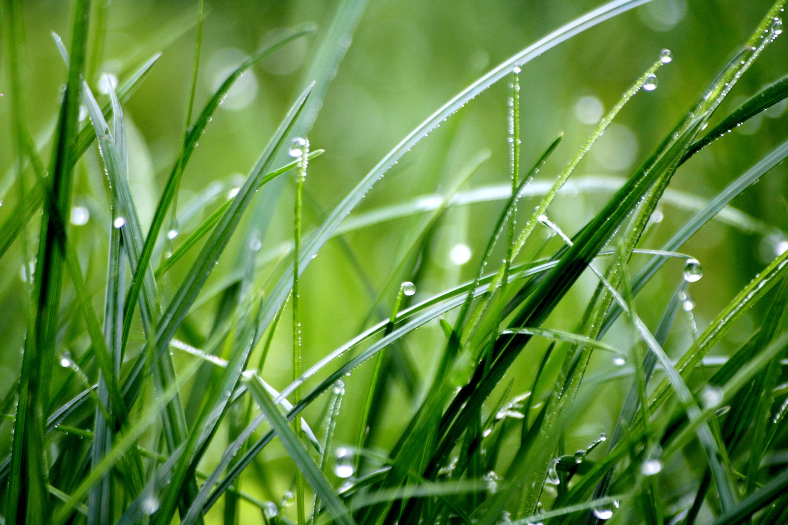 Macro Photography of Droplets on Grass