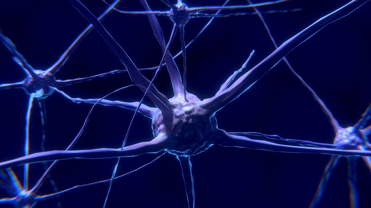 nerve cells, neurons, nervous system