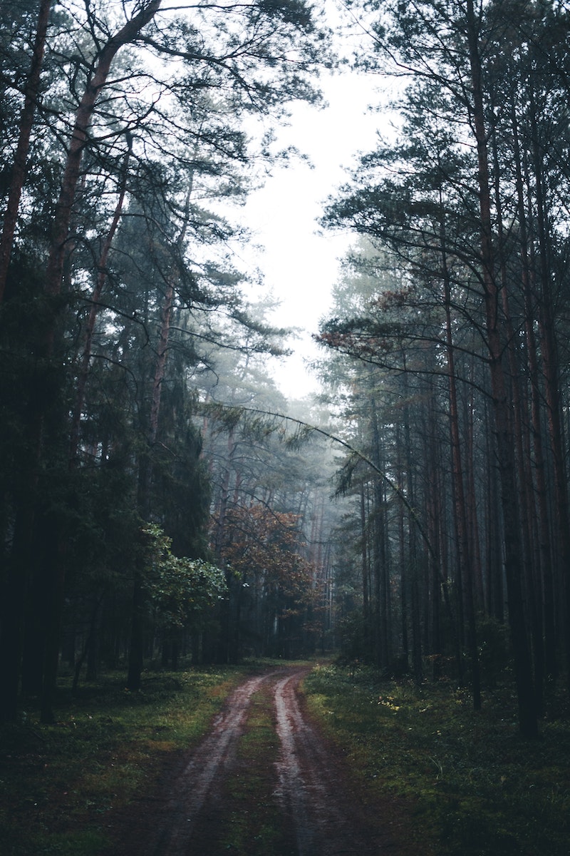 Tall Trees along a Forest Road
