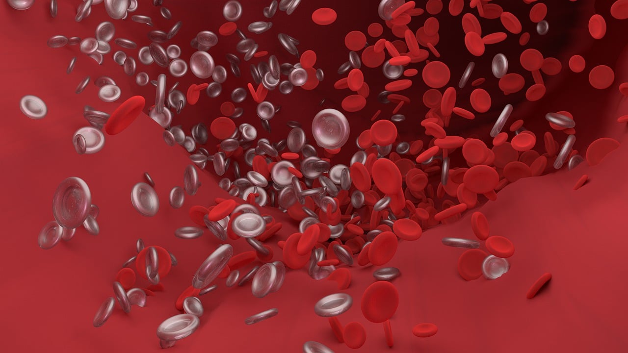 artery, biology, blood