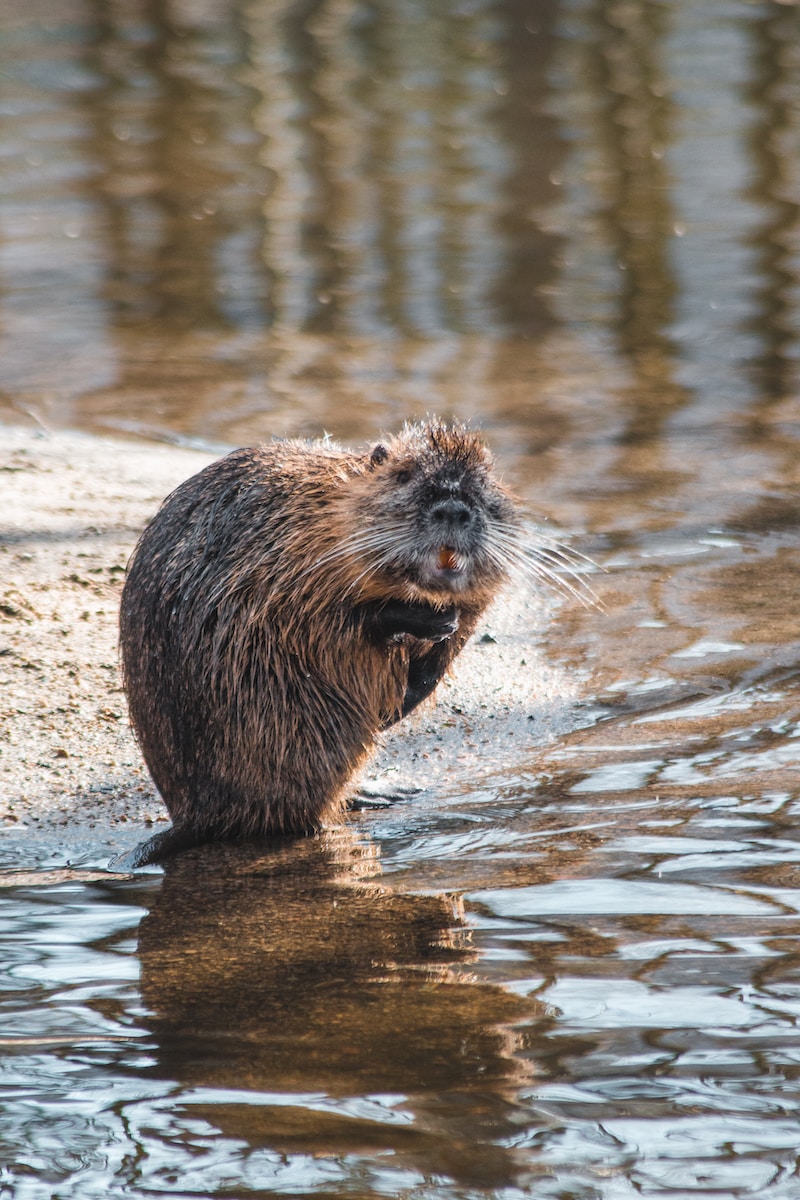 brown and black animal on water during daytime