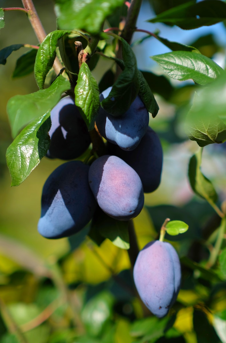 Free stock photo of plums