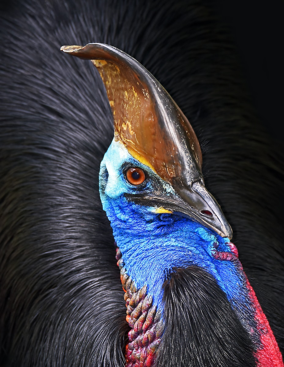 brown and blue bird