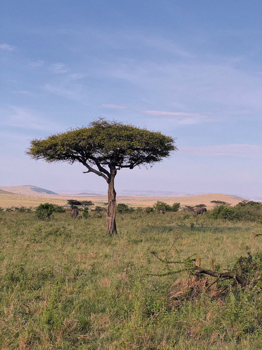 Tree Growing in Field in Wild Nature