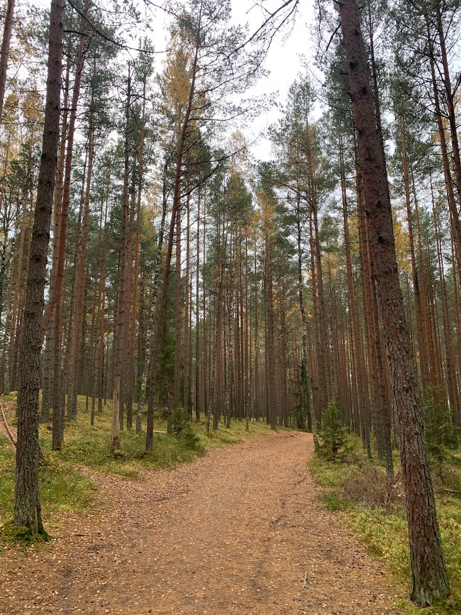 Brown Dirt Road in between Brown and Green Trees