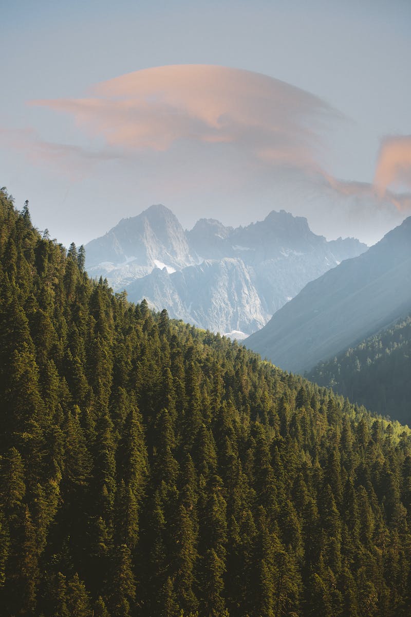 Pine Trees
