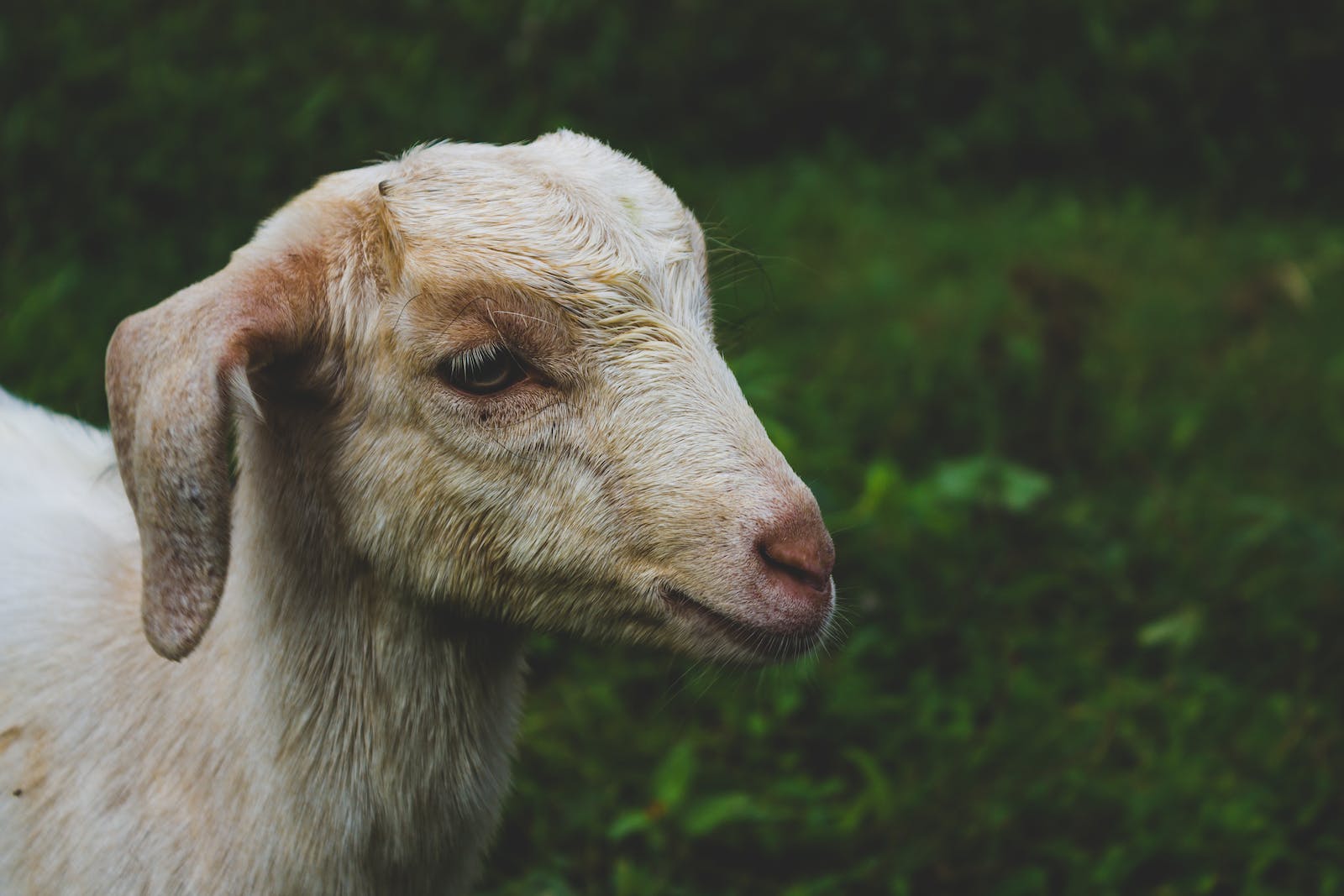 White Goat in Shallow-focus Shot