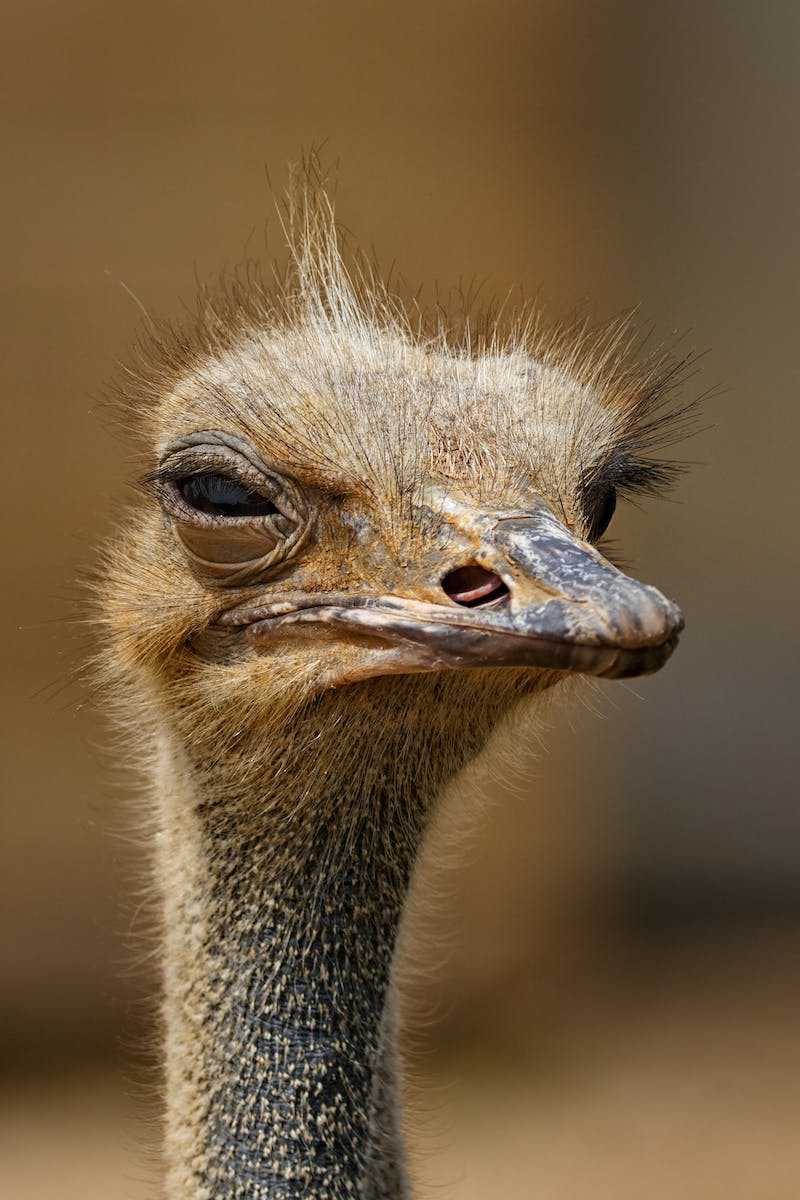 Brown Ostrich