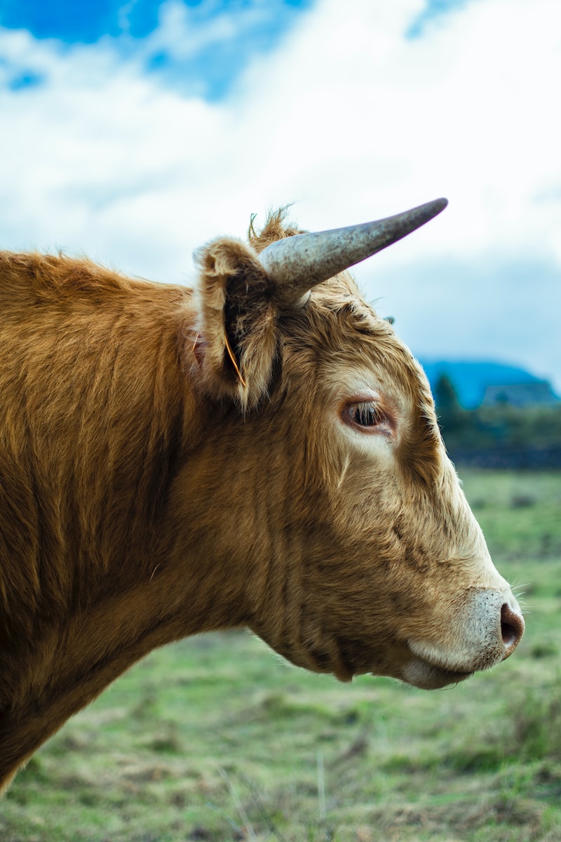 shallow focus photo of brown cow