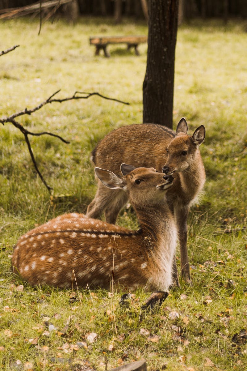 Deers on grass