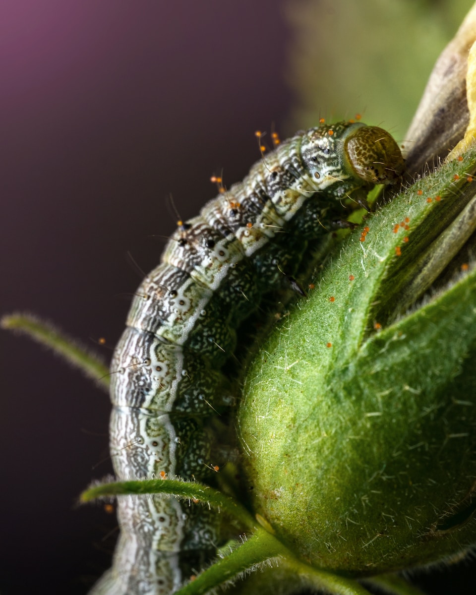 a close up of a plant with a bug crawling on it